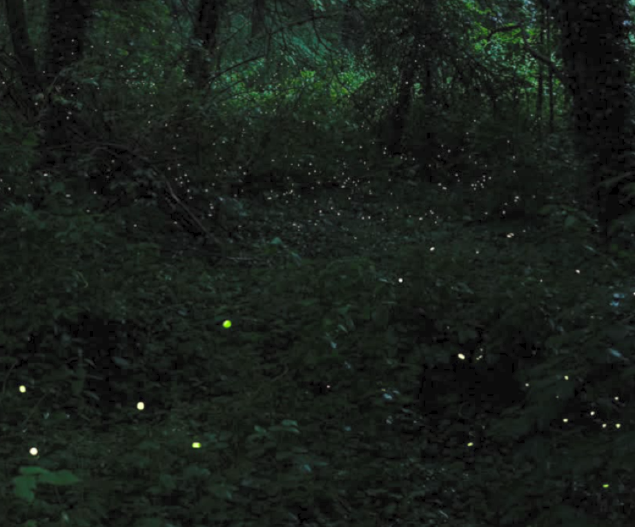 Glühwürmchen im dunklen Wald