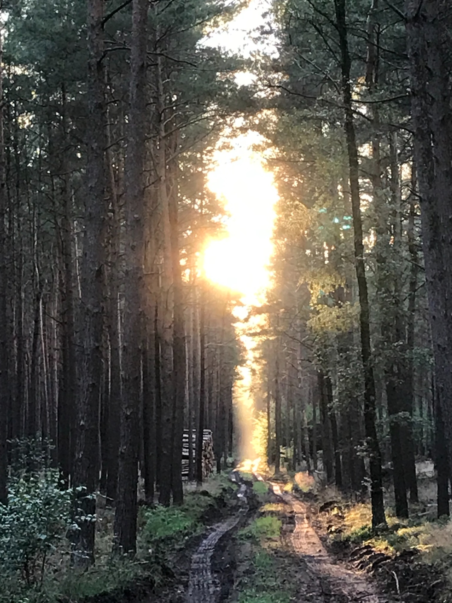 Sonnenlicht fällt durch den Klosterwald der Hohen Heide