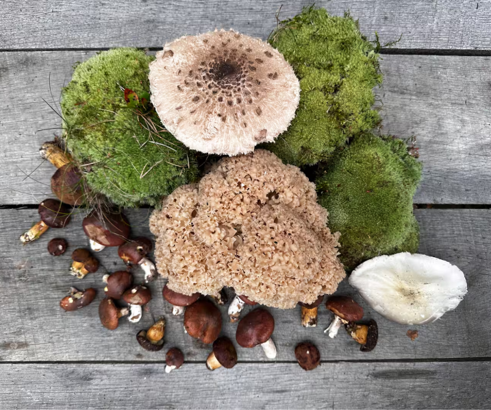 Pilze und Waldfundstücke auf einer Holzfläche
